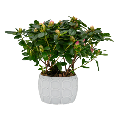 Osłonka na Doniczkę 8,5 x 12,5 cm – biała