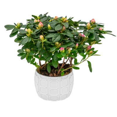 Osłonka na Doniczkę 8,5 x 12,5 cm – biała