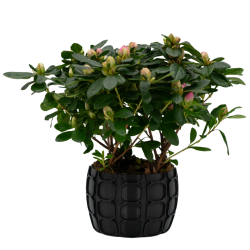 Osłonka na Doniczkę 8,5×12,5 cm – czarna