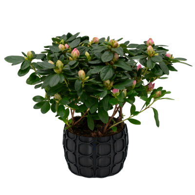 Osłonka na Doniczkę 8,5×12,5 cm – czarna