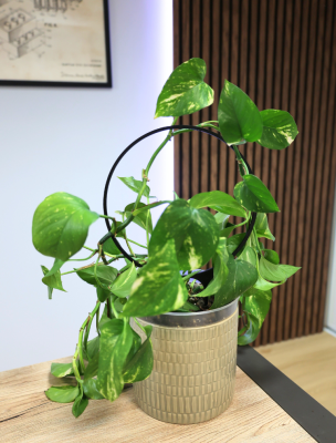 Podpora do Roślin – Koło – Eleganckie i Funkcjonalne Wsparcie dla Twoich Roślin Domowych