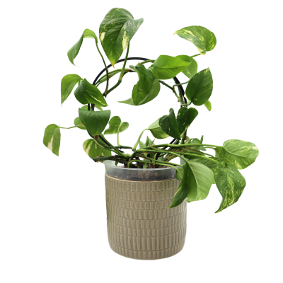 Podpora do Roślin – Koło – Eleganckie i Funkcjonalne Wsparcie dla Twoich Roślin Domowych