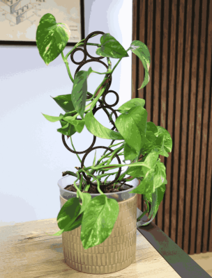 Podpórka do Roślin – Bąbelki / Kółeczka Eleganckie i Funkcjonalne Wsparcie dla Twoich Roślin Domowych