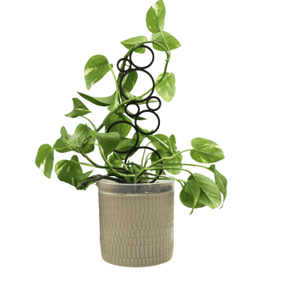 Podpórka do Roślin – Bąbelki / Kółeczka Eleganckie i Funkcjonalne Wsparcie dla Twoich Roślin Domowych